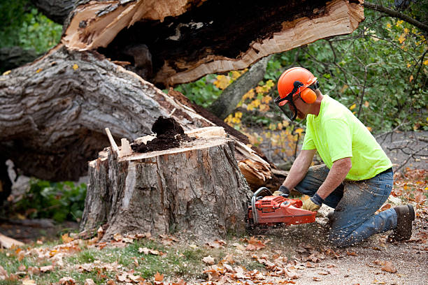 Trusted Locust, NC  Tree Services Experts